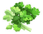 Coriander